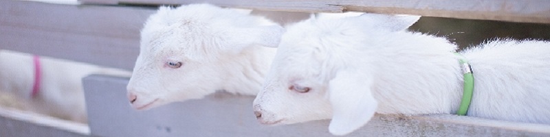 �A�g�s�[�΍�N���[�� ������������T�C�g